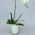 White Orchid Beauty: A Graceful Vase Ensemble | Phalaenopsis Orchid Plant
