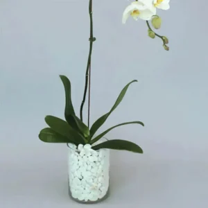 White Orchid Beauty: A Graceful Vase Ensemble | Phalaenopsis Orchid Plant