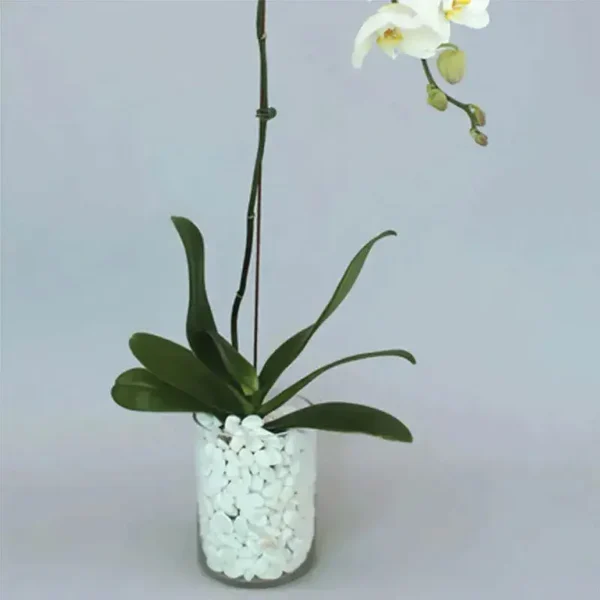 White Orchid Beauty: A Graceful Vase Ensemble | Phalaenopsis Orchid Plant