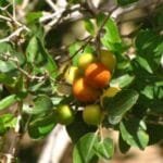 Ziziphus Spina Christi - Sidr Tree