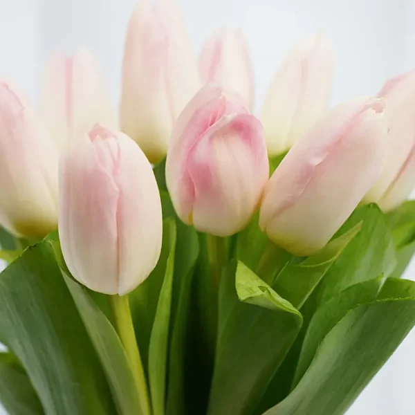 10 Light Pink Tulips In a Vase