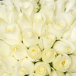 50-white-roses-beauty-bouquet_2.webp
