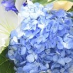 Bluesky Delight, Cylinder Vase Bouquet: Lily, Hydrangea, Creme Roses, Eucalyptus Touch
