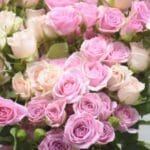 Lady Pink Delight: Mixed Spray Rose Pink in Cylinder Glass Vase | Classic Vase Arrangement
