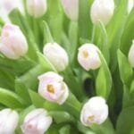 Tulips Garden Blooms: 50 Fresh Tulips in Cylinder Glass Vase | Classic Vase Arrangement