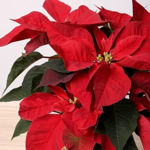 poinsettia plant in vase