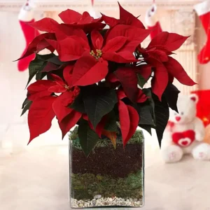 Poinsettia Plant - A Festive Gift