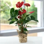 Red Anthurium Plant in Jute Wrap