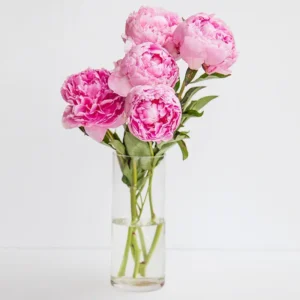 Sweety: 5 Pink Peonies in Cylinder Vase - Charming Floral Ensemble