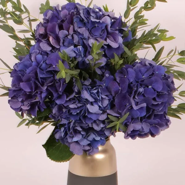 Twilight Hydrangea Premium Arrangement in Ceramic Glass Vase: 4 Dark Blue Hydrangeas with Parvifolia Leaves